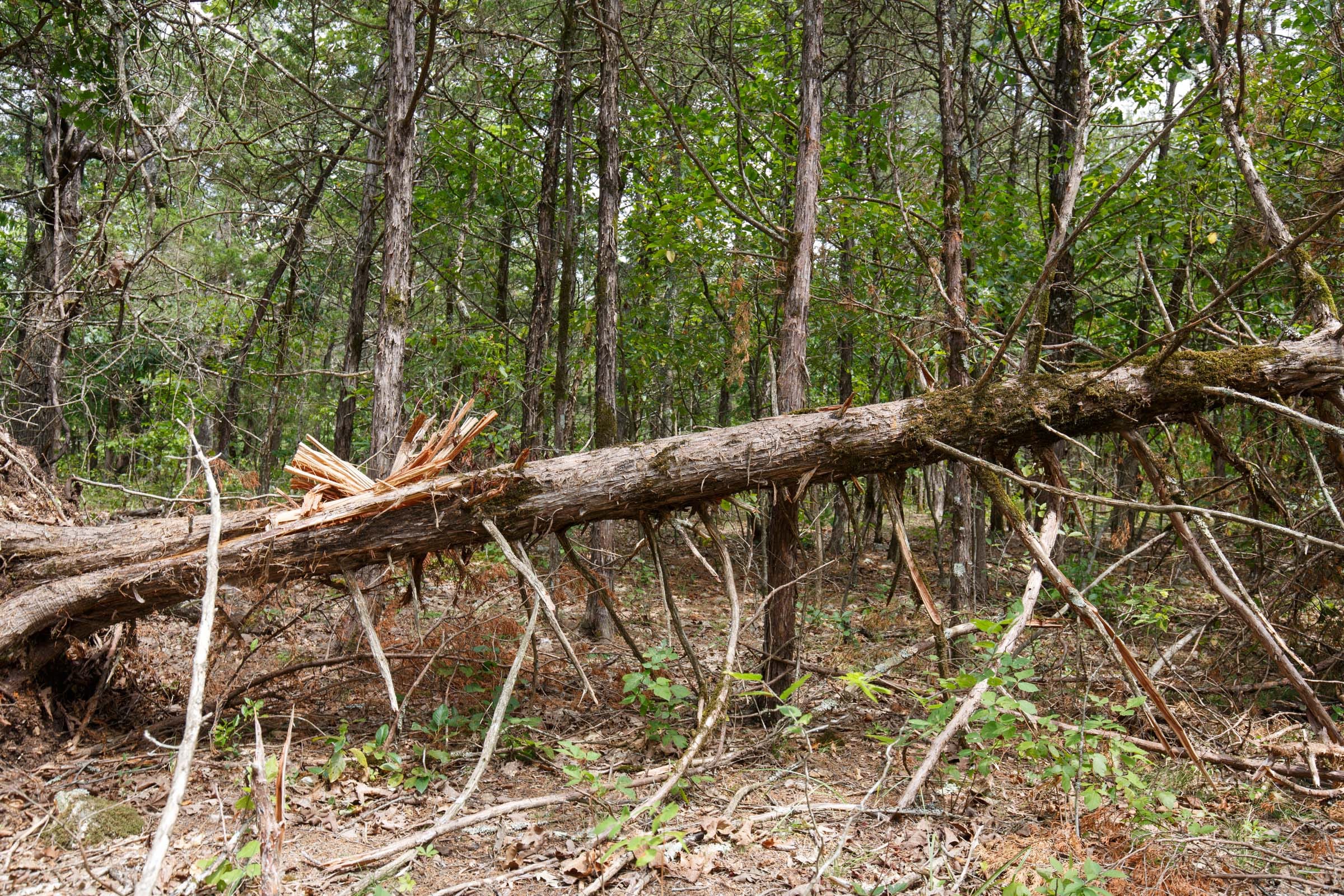 Wildwood Tract 18 photo 8