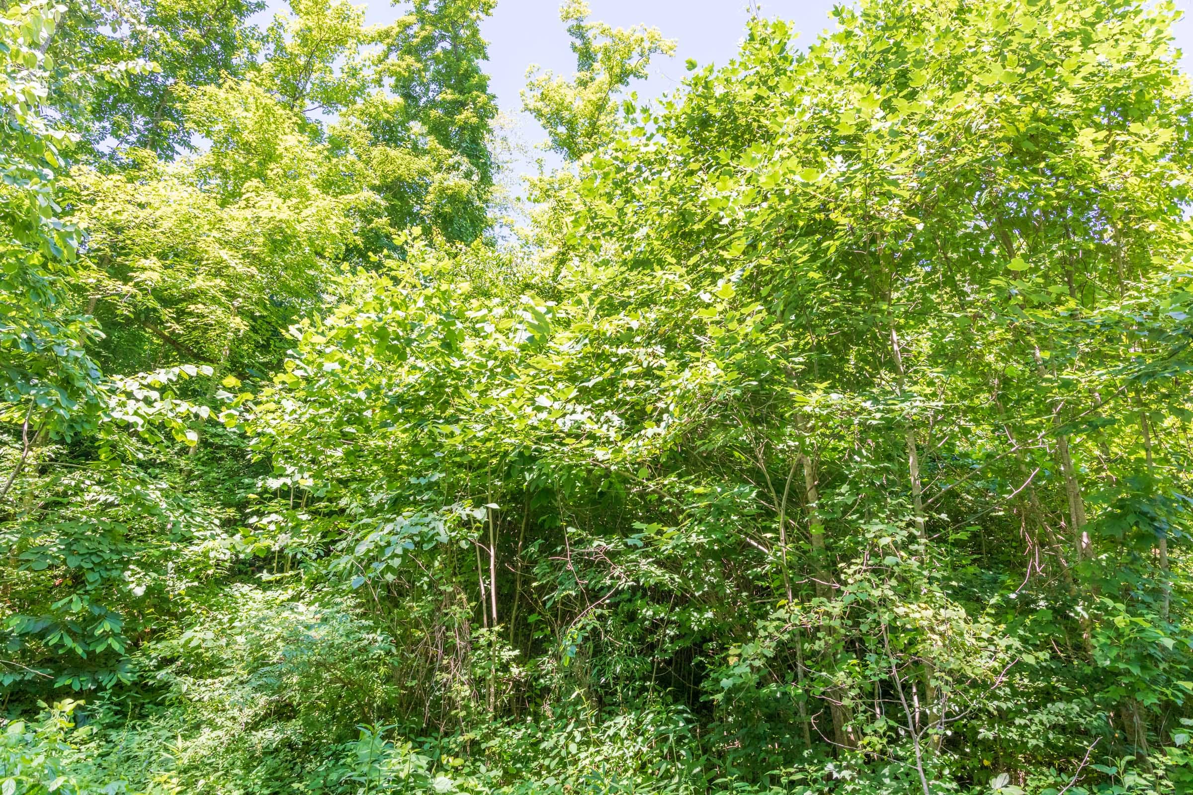 River’s Edge Tract 37 photo 3