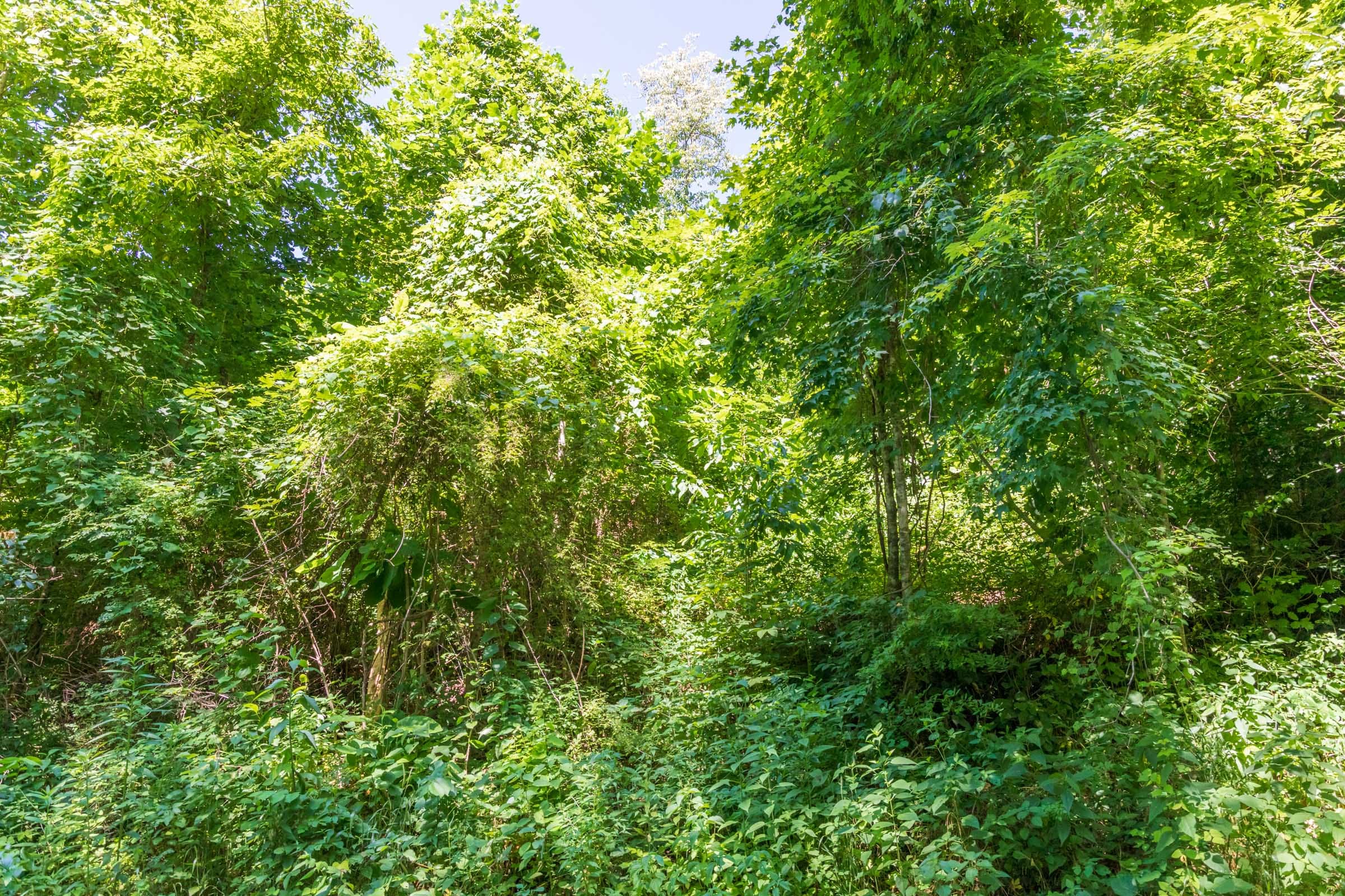 River’s Edge Tract 37 photo 4