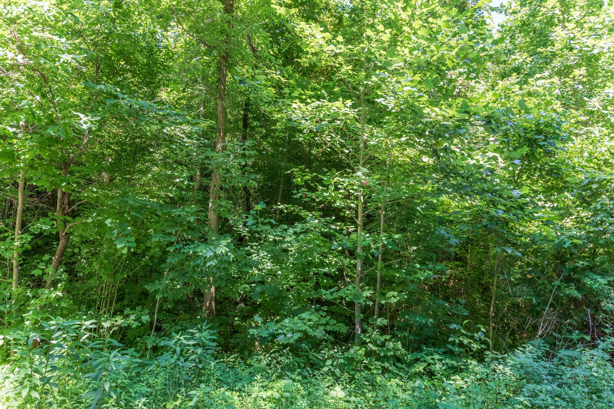 River’s Edge Tract 37 photo 5