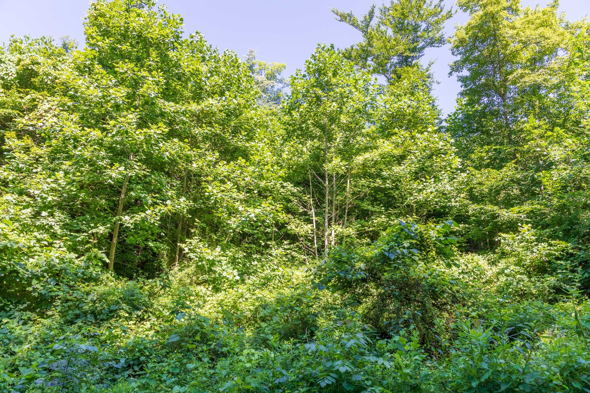 River’s Edge Tract 37 photo 7