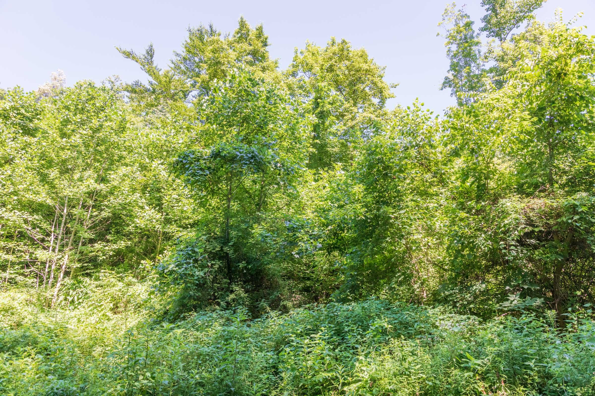 River’s Edge Tract 37 photo 8