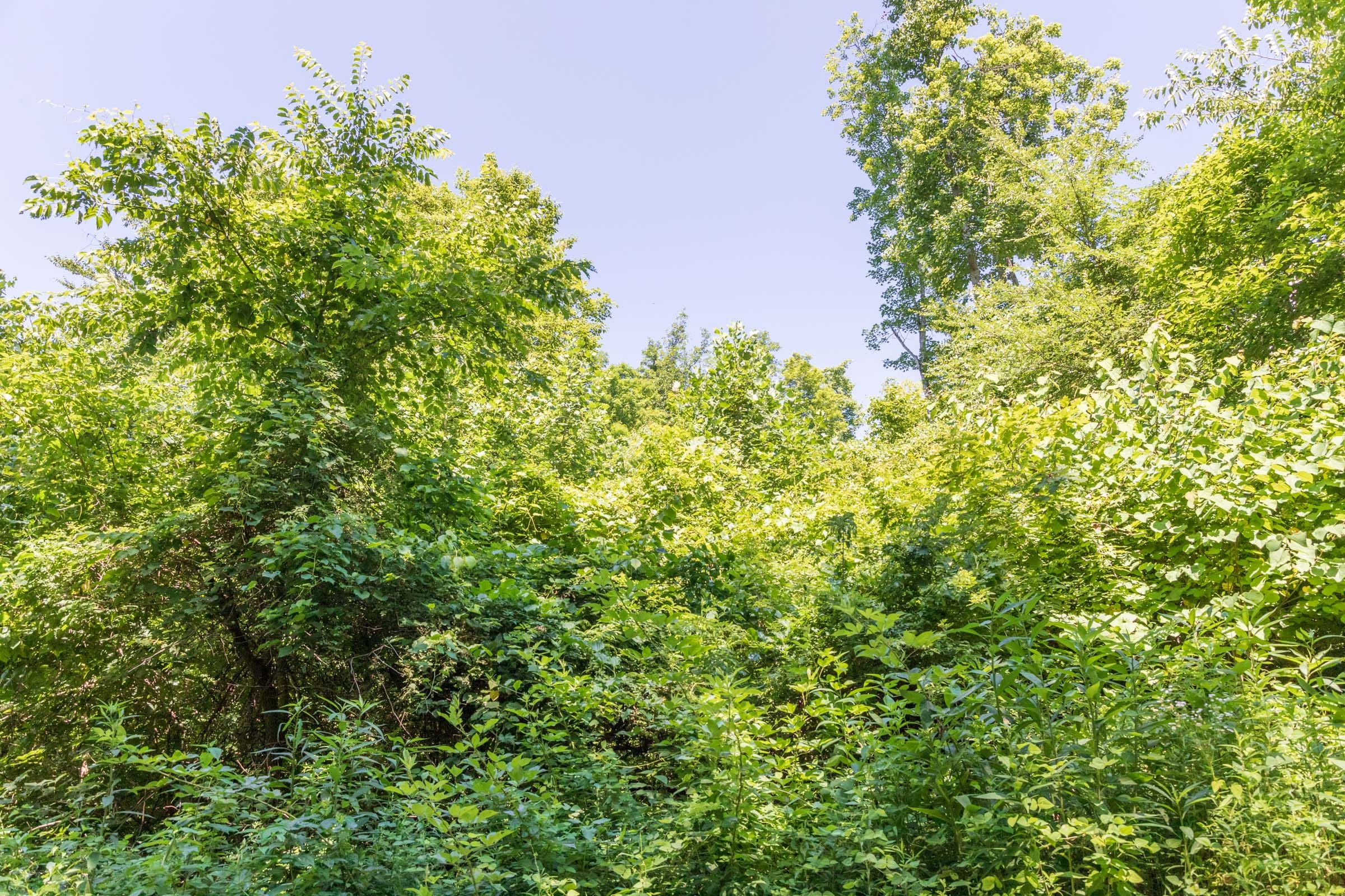 River’s Edge Tract 37 photo 9