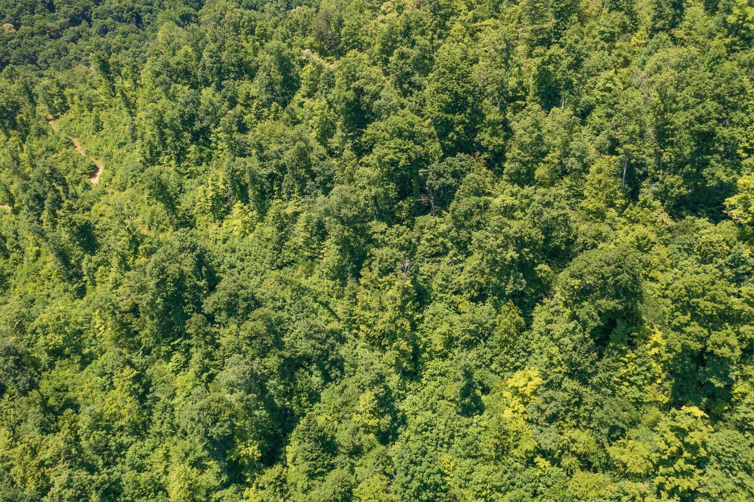 River’s Edge Tract 37 photo 12