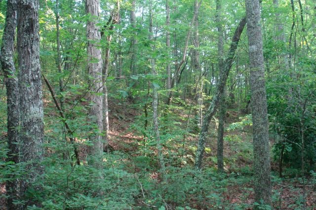 Sugartree Falls Tract 2 photo 3