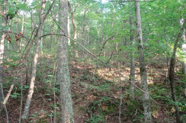 Sugartree Falls Tract 2 photo 4