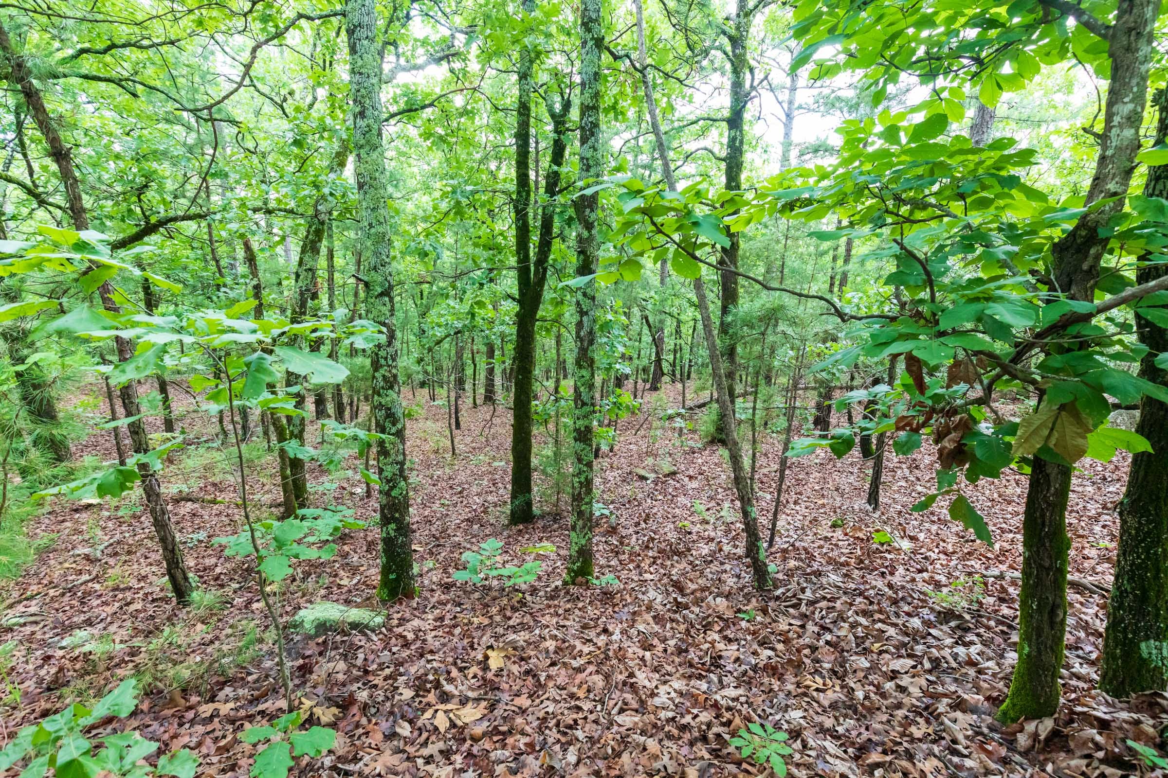 Stone Bridge Phase VI Tract 442 photo 6