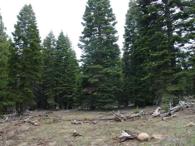 California Pines Tract 10 photo 6