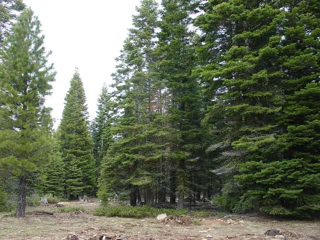California Pines Tract 10 photo 7