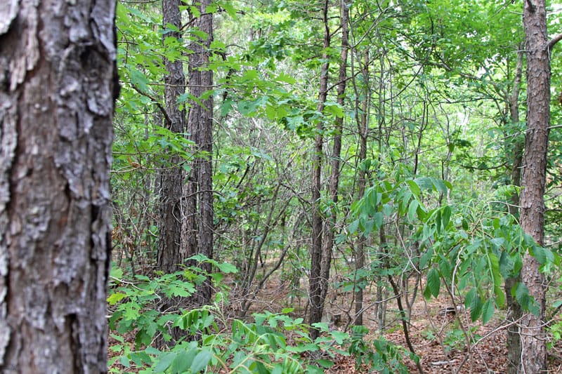 Trophy Ridge Phase II Tract 60 photo 3