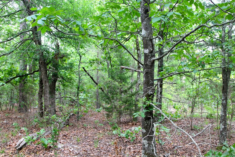 Trophy Ridge Phase II Tract 60 photo 4