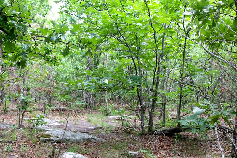 Trophy Ridge Phase II Tract 60 photo 5
