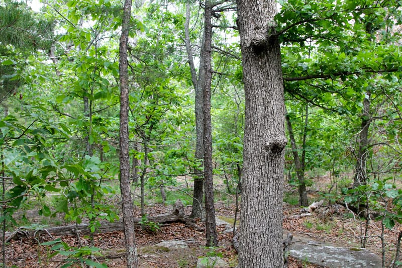 Trophy Ridge Phase II Tract 60 photo 6