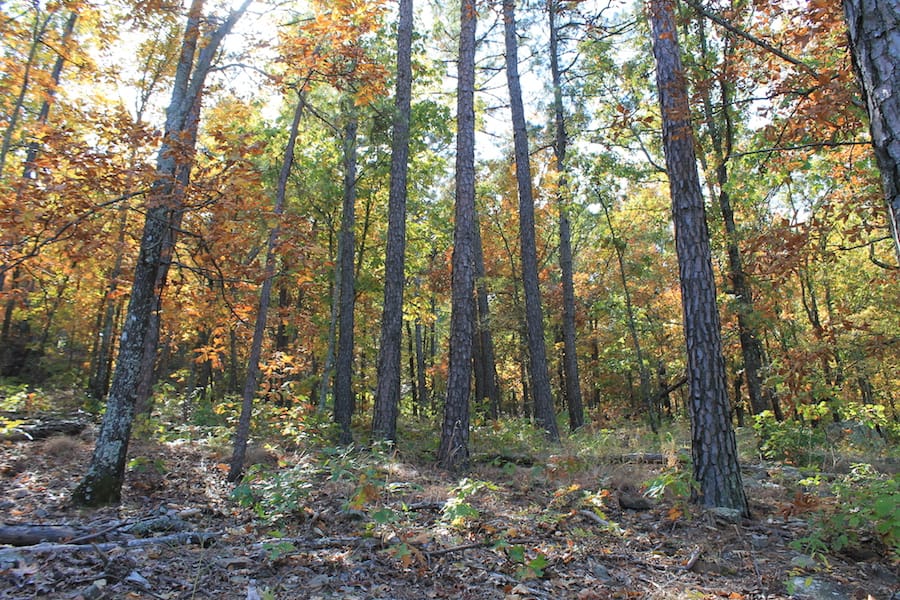 Indian Ridge – Phase III Tract 107 photo 4