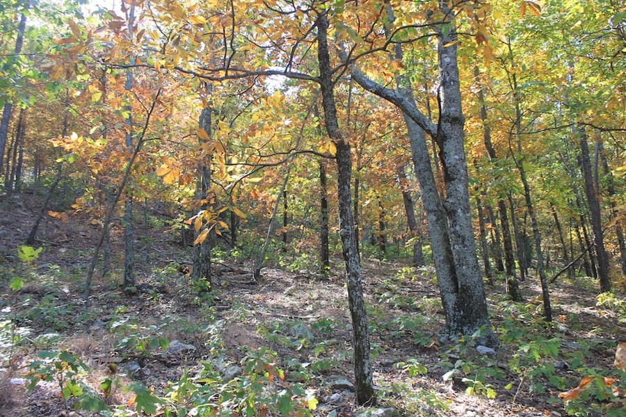 Indian Ridge – Phase III Tract 107 photo 12