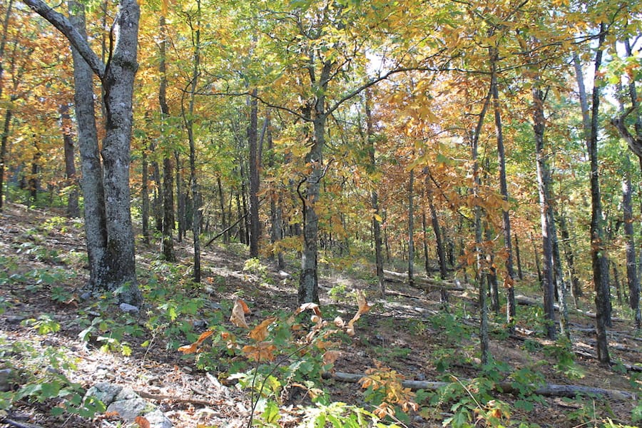 Indian Ridge – Phase III Tract 107 photo 13