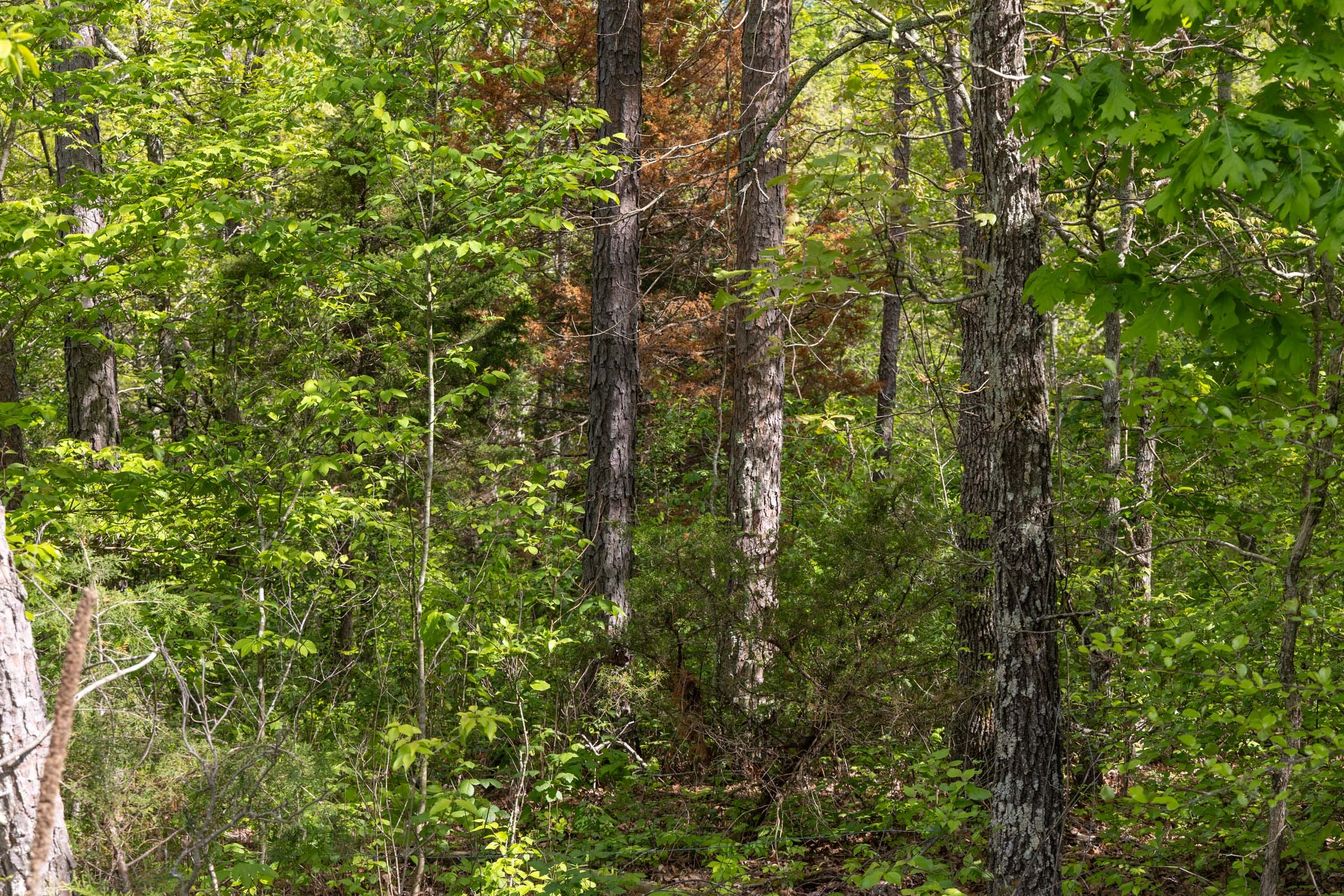 Sleepy Hollow Phase II Tract 103 photo 10