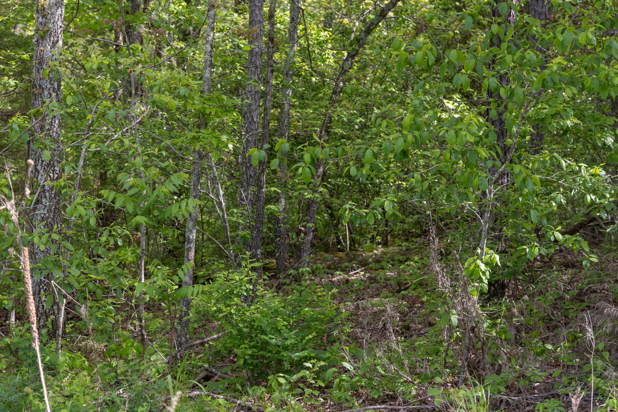 Sleepy Hollow Phase II Tract 103 photo 8
