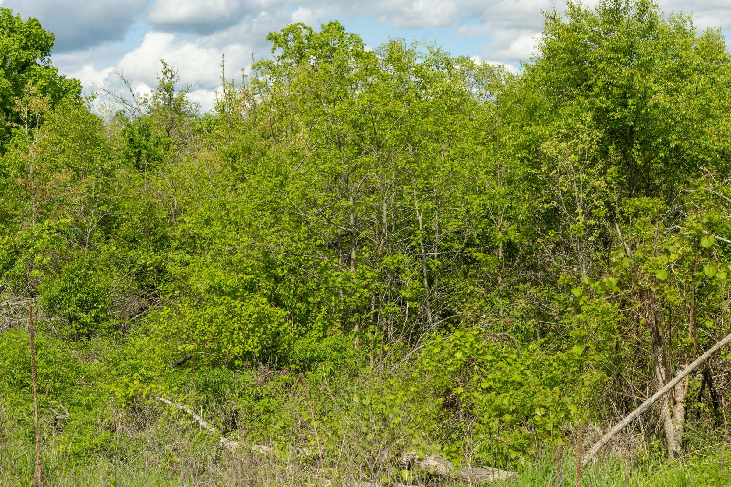 Sleepy Hollow Phase II Tract 103 photo 6