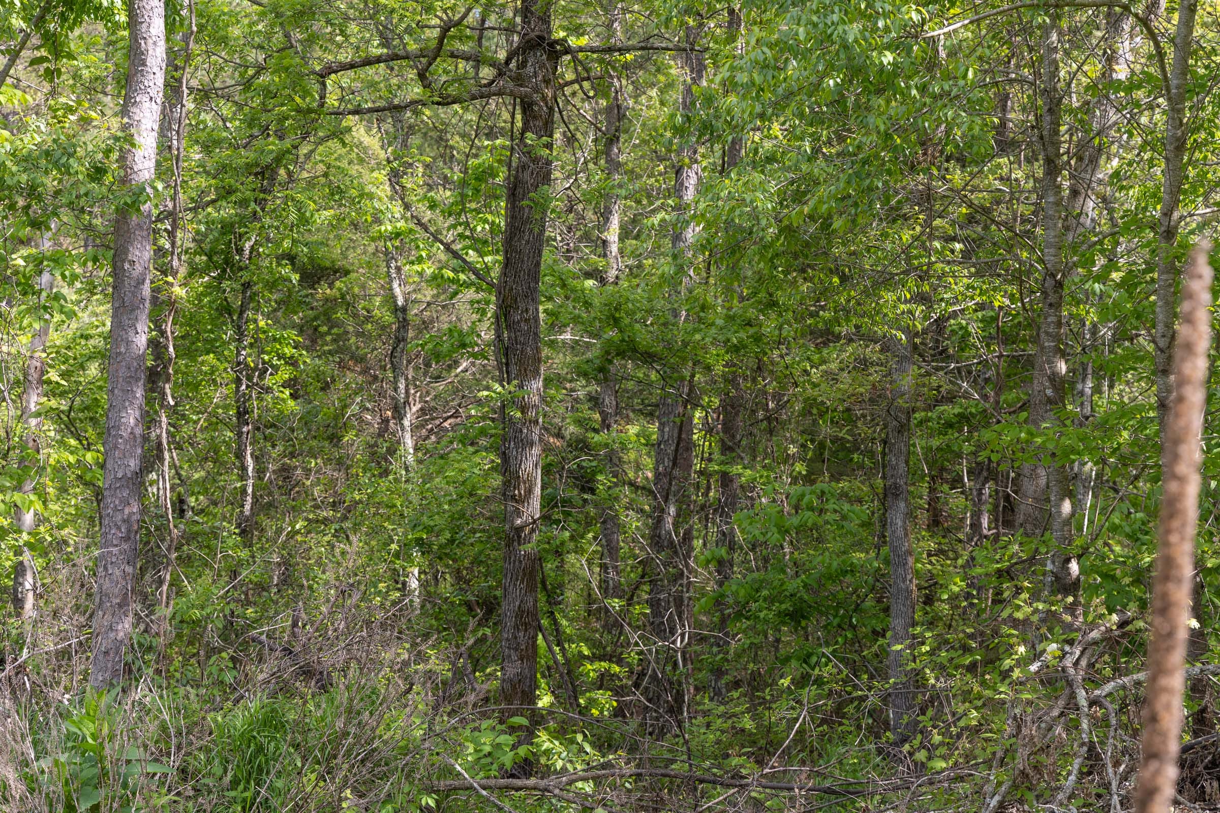 Sleepy Hollow Phase II Tract 103 photo 4