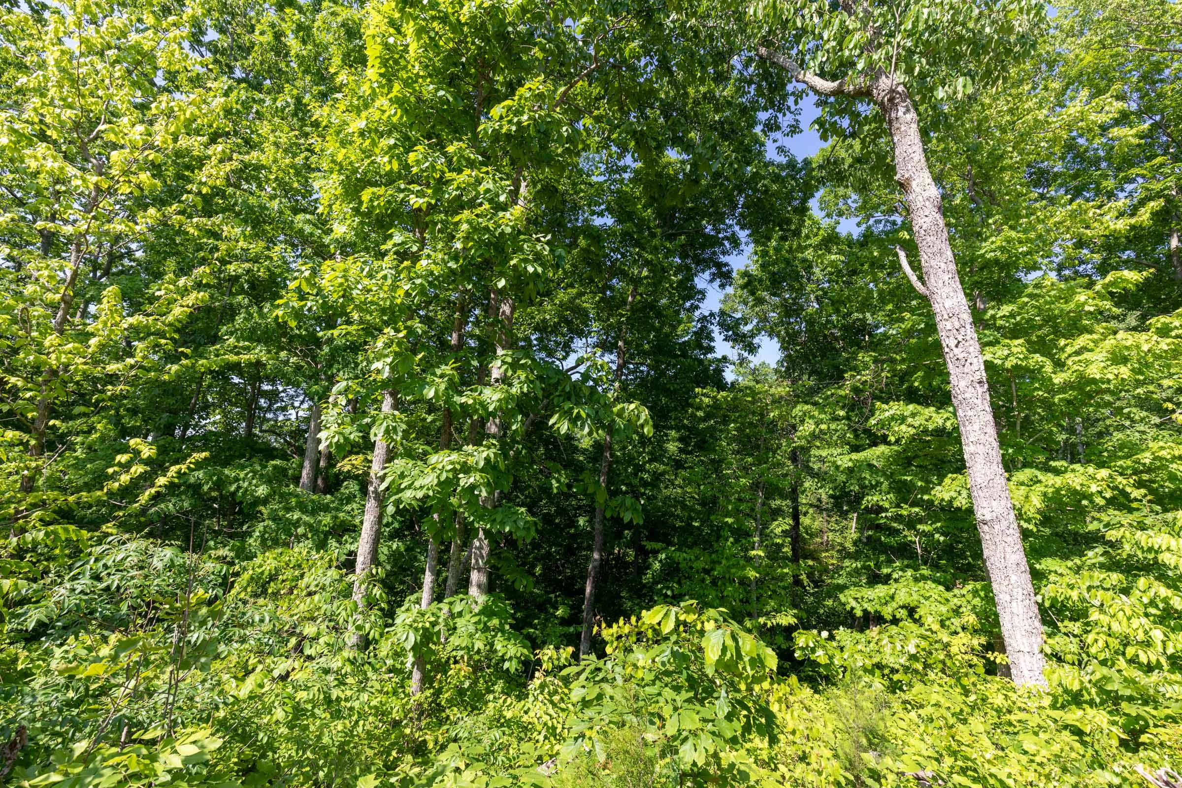 Cedar Creek Tract 65 photo 2