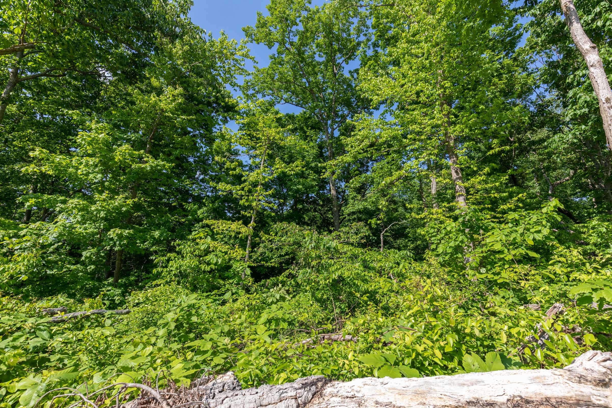 Cedar Creek Tract 65 photo 4