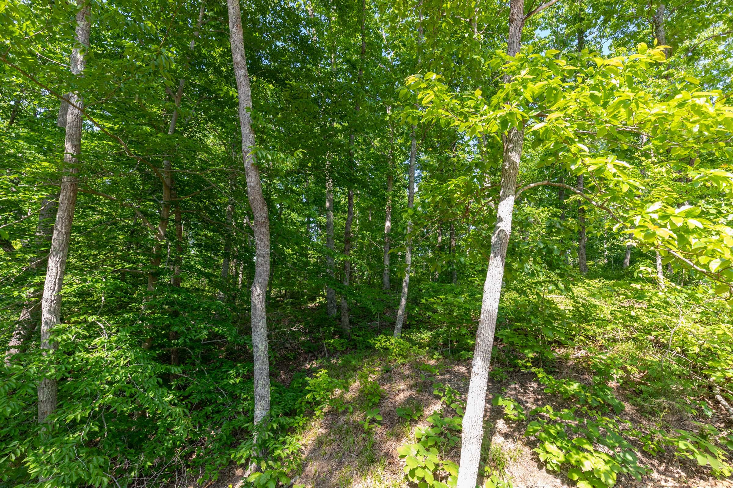 Cedar Creek Tract 65 photo 7