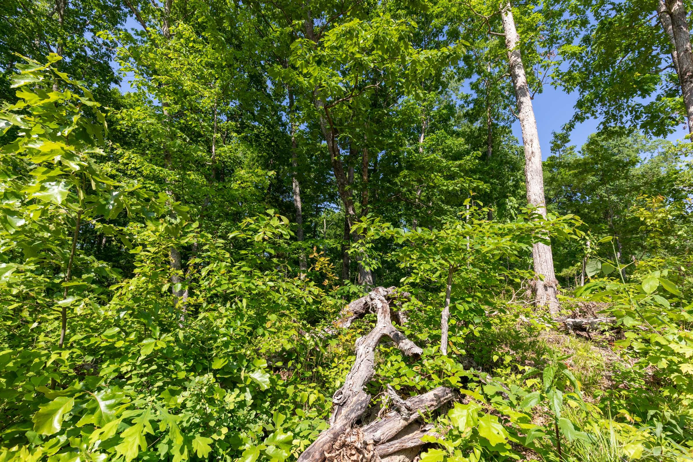 Cedar Creek Tract 65 photo 9