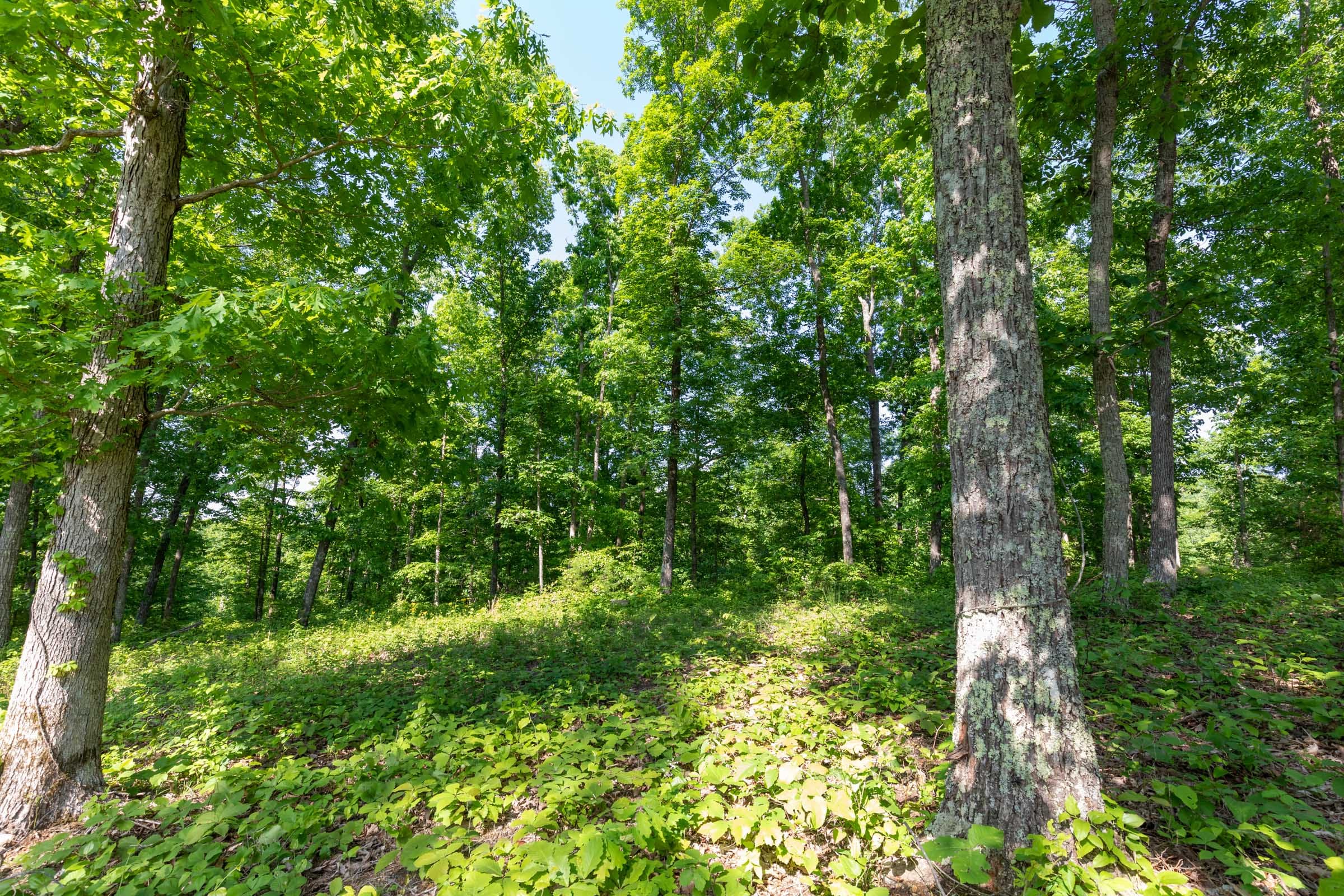 Cedar Creek Tract 65 photo 11
