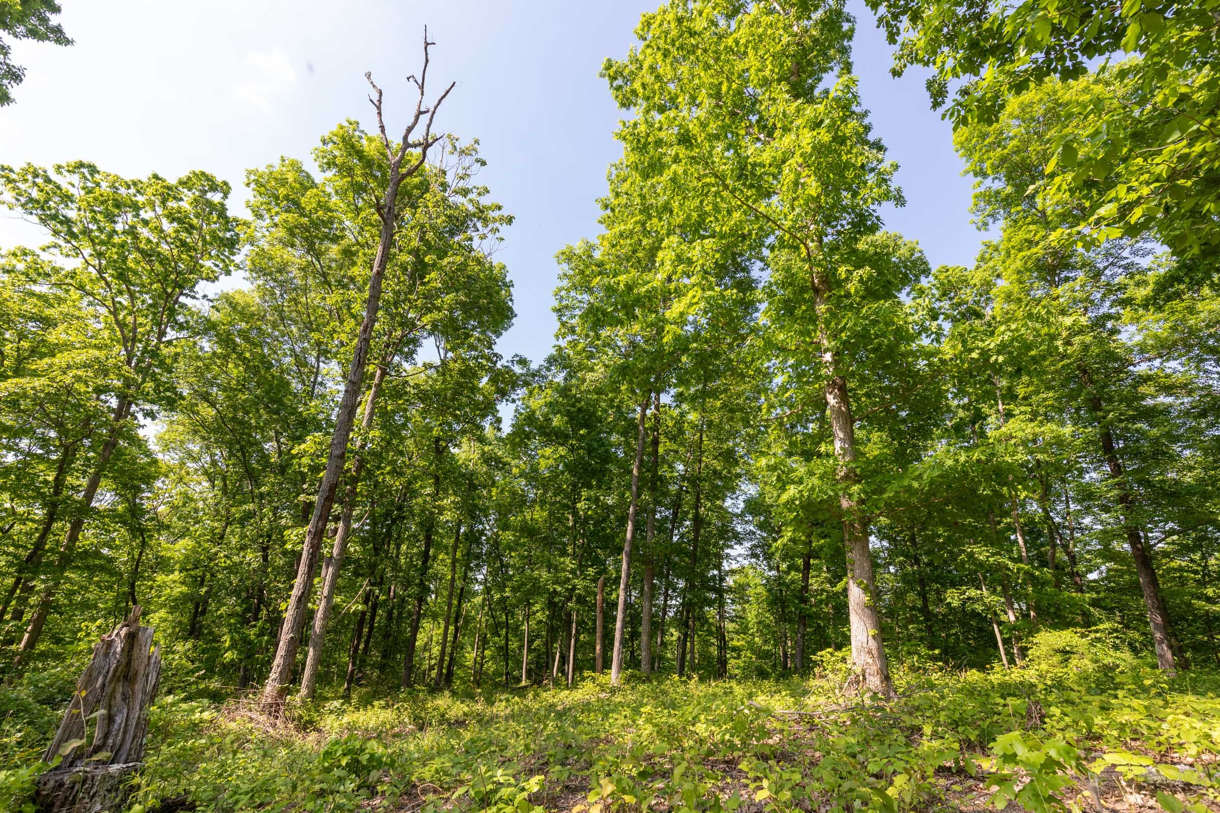 Cedar Creek Tract 65 photo 12