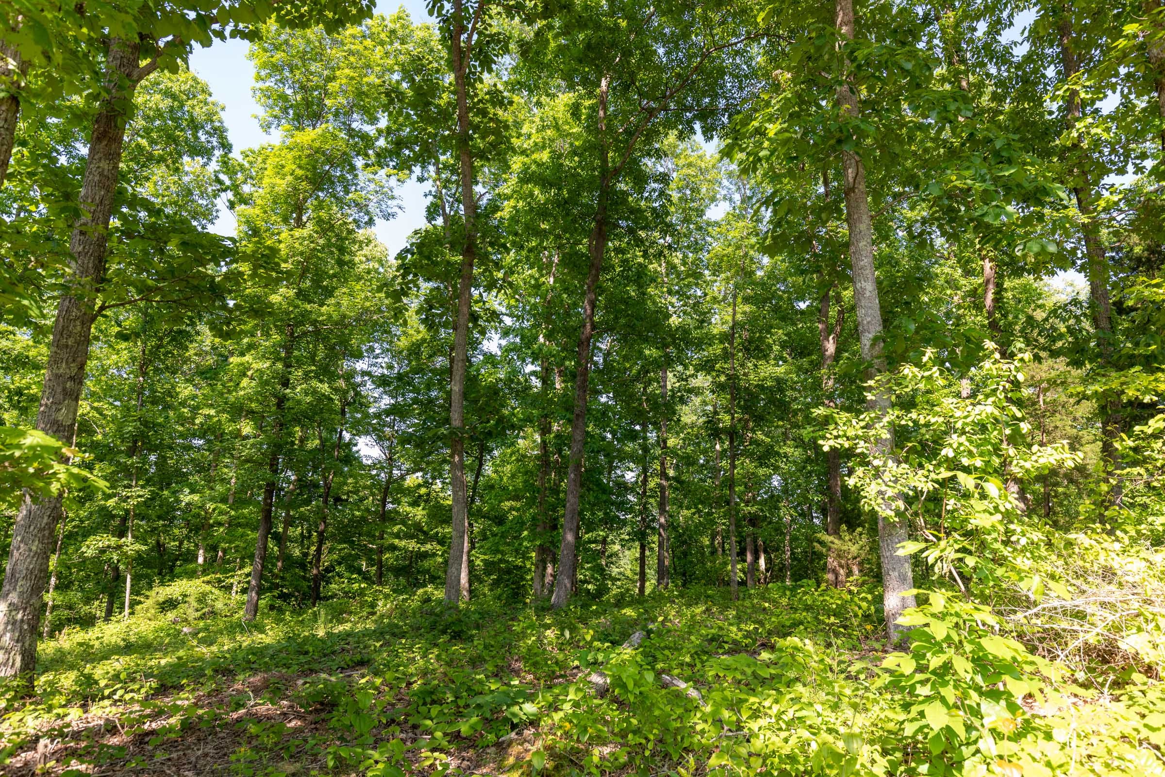 Cedar Creek Tract 65 photo 13