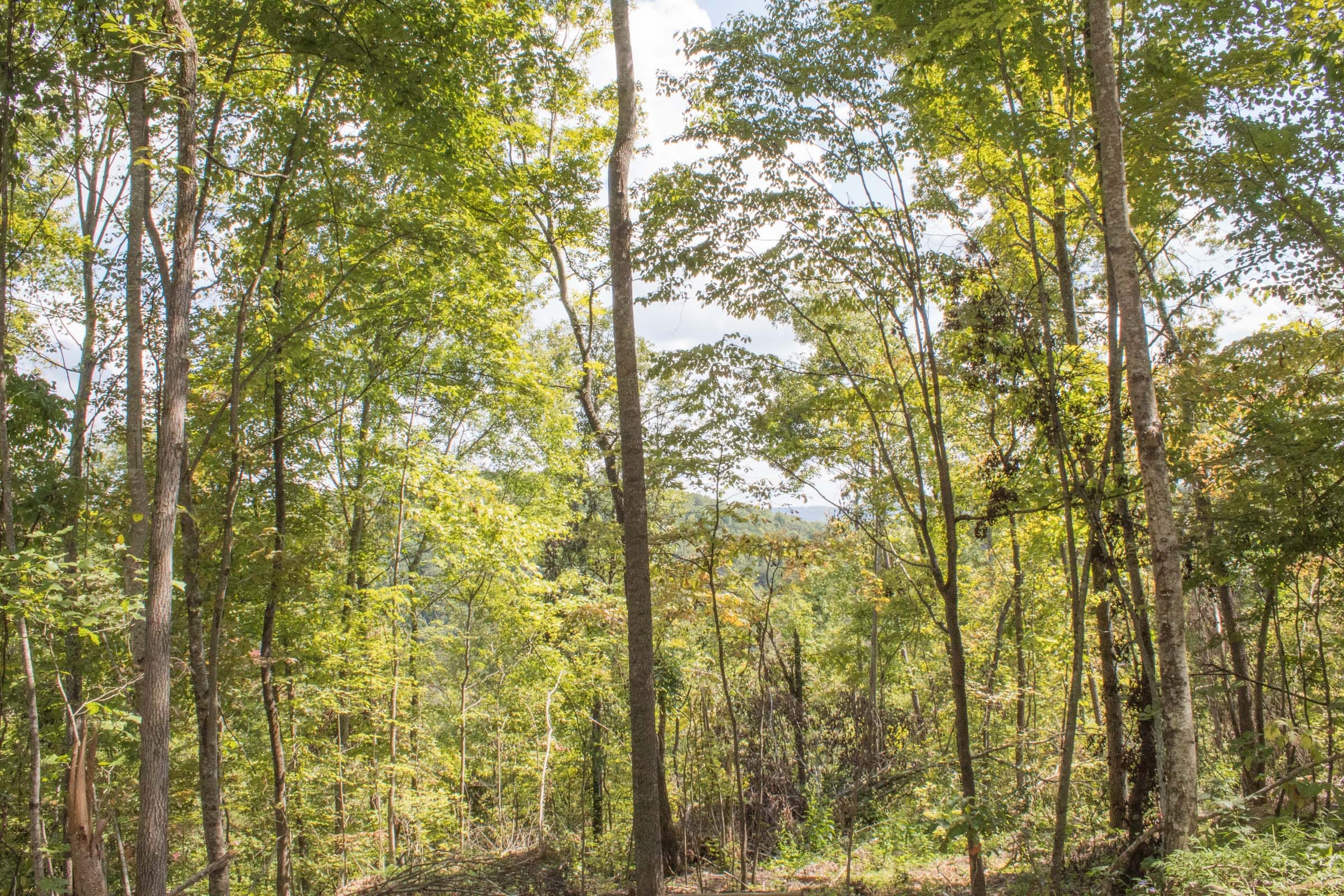 Buck Run Ridge Tract 12 photo 2