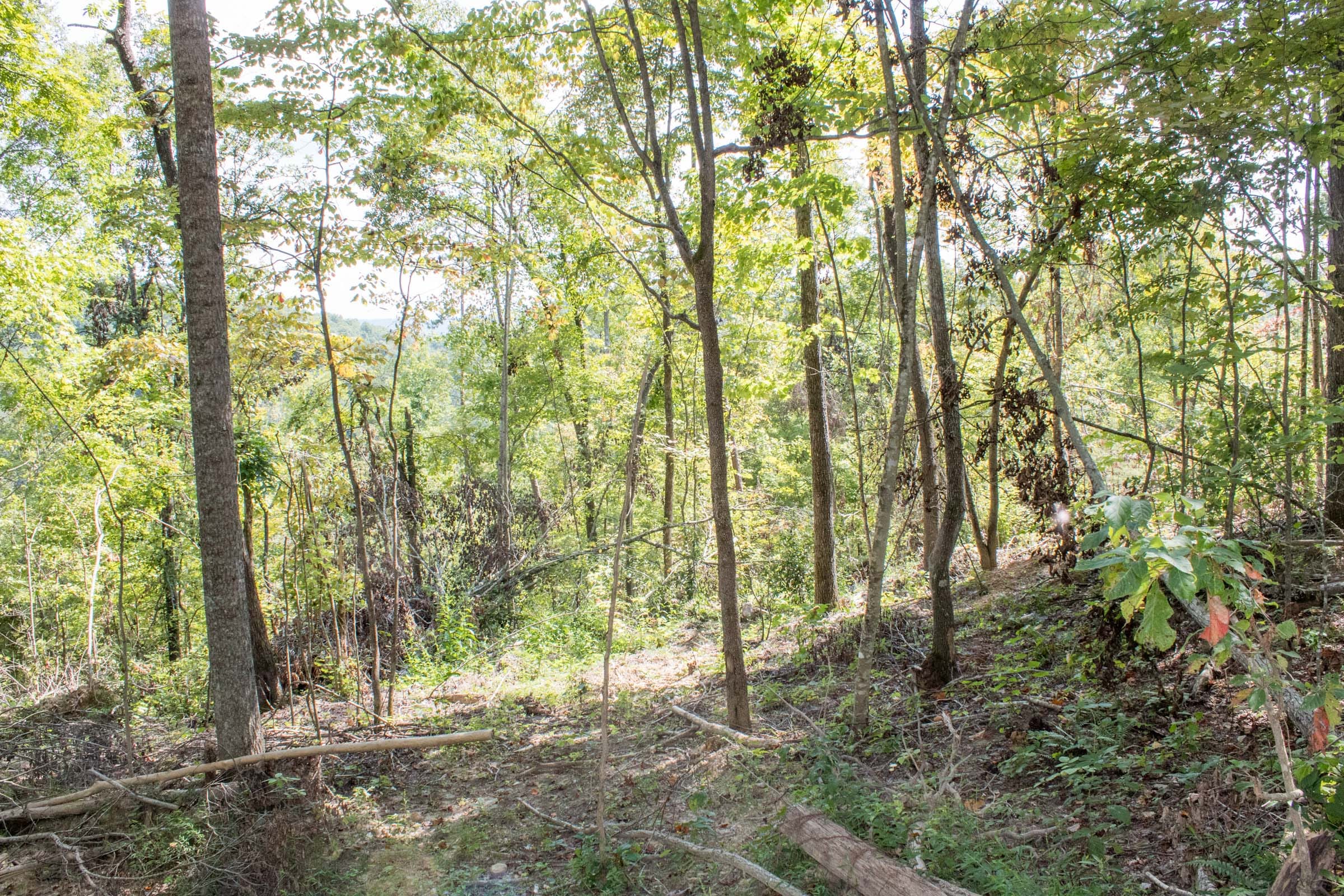 Buck Run Ridge Tract 12 photo 5