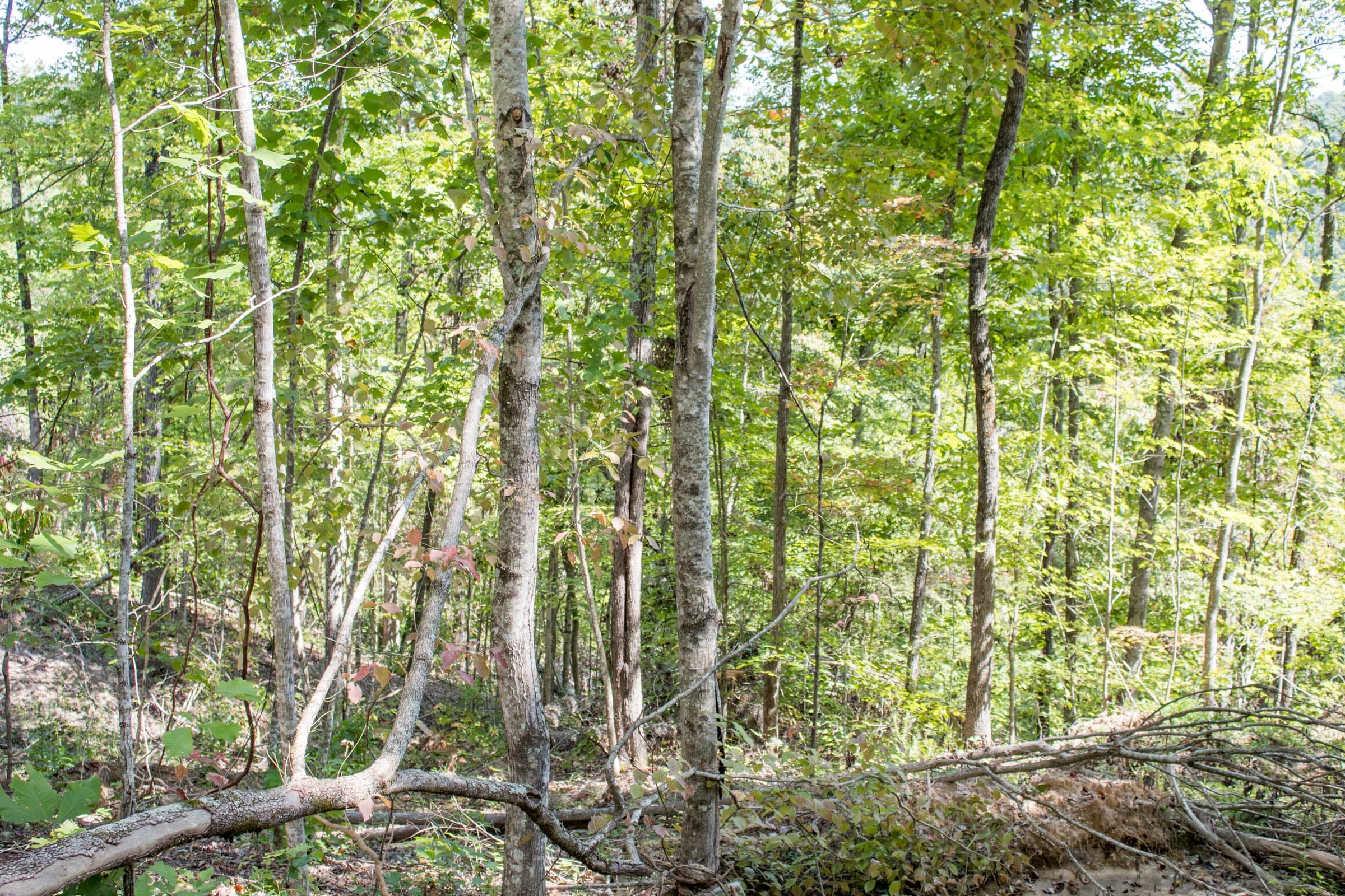Buck Run Ridge Tract 12 photo 6