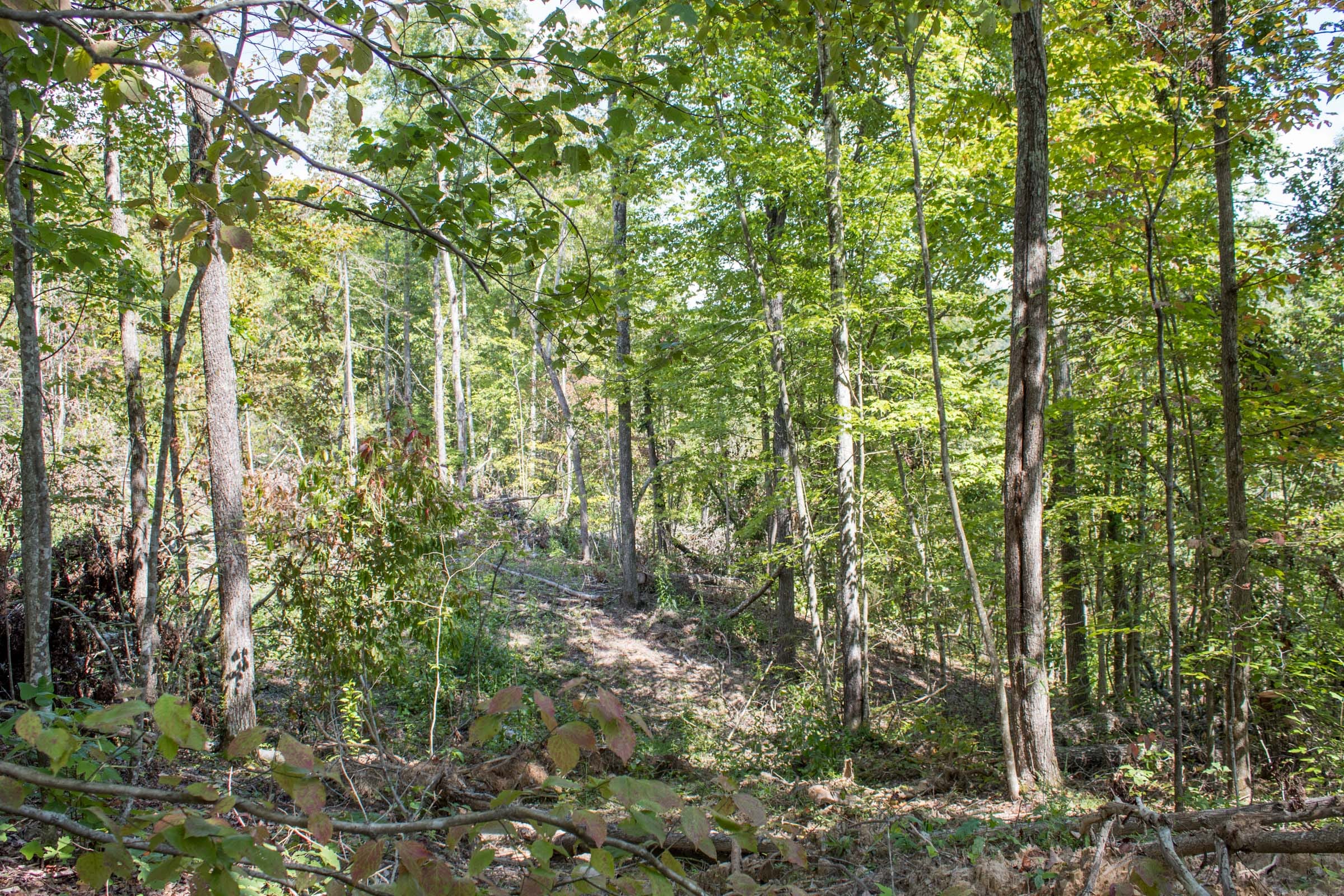 Buck Run Ridge Tract 12 photo 7