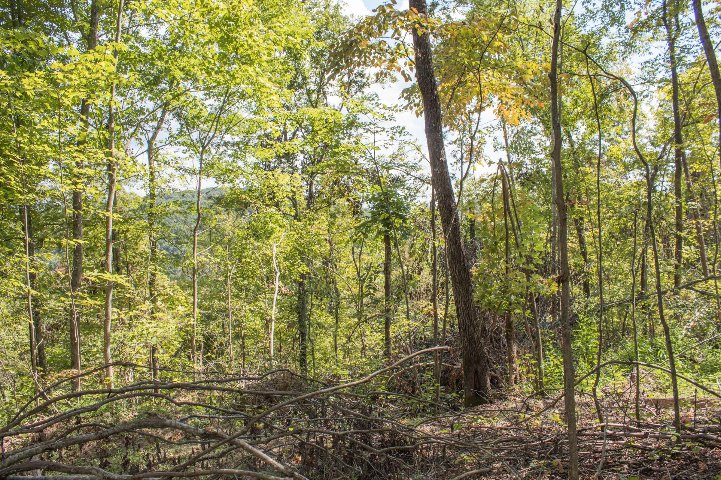 Buck Run Ridge Tract 12 photo 8