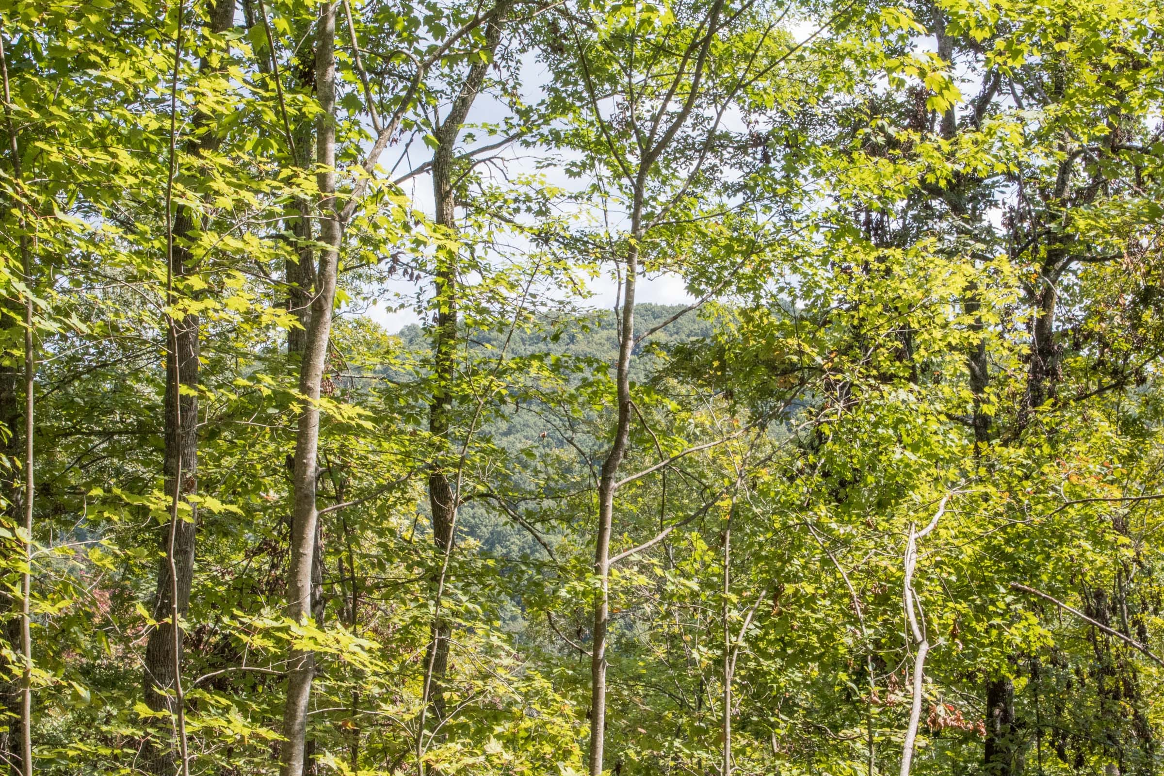 Buck Run Ridge Tract 12 photo 9