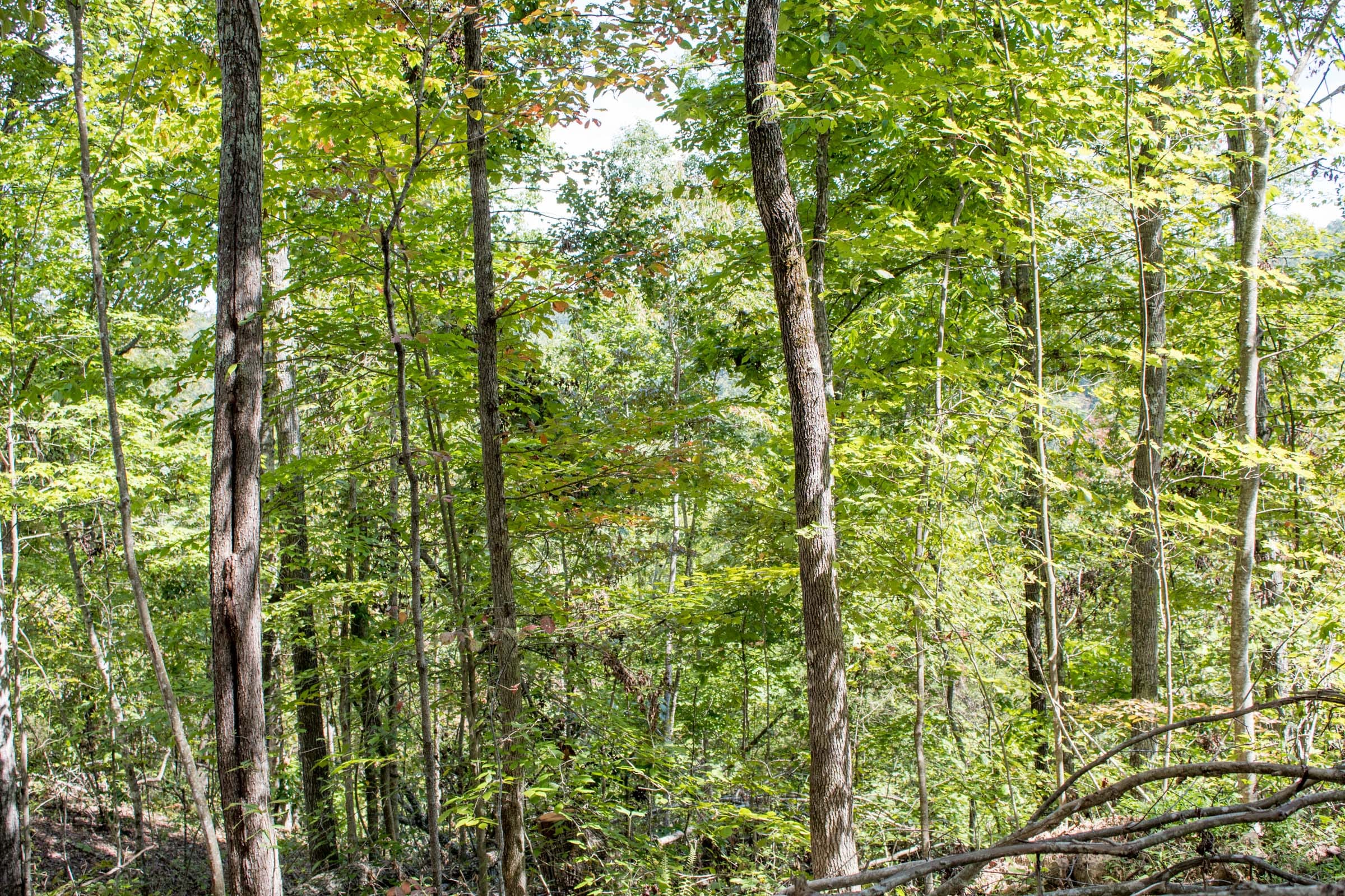 Buck Run Ridge Tract 12 photo 10