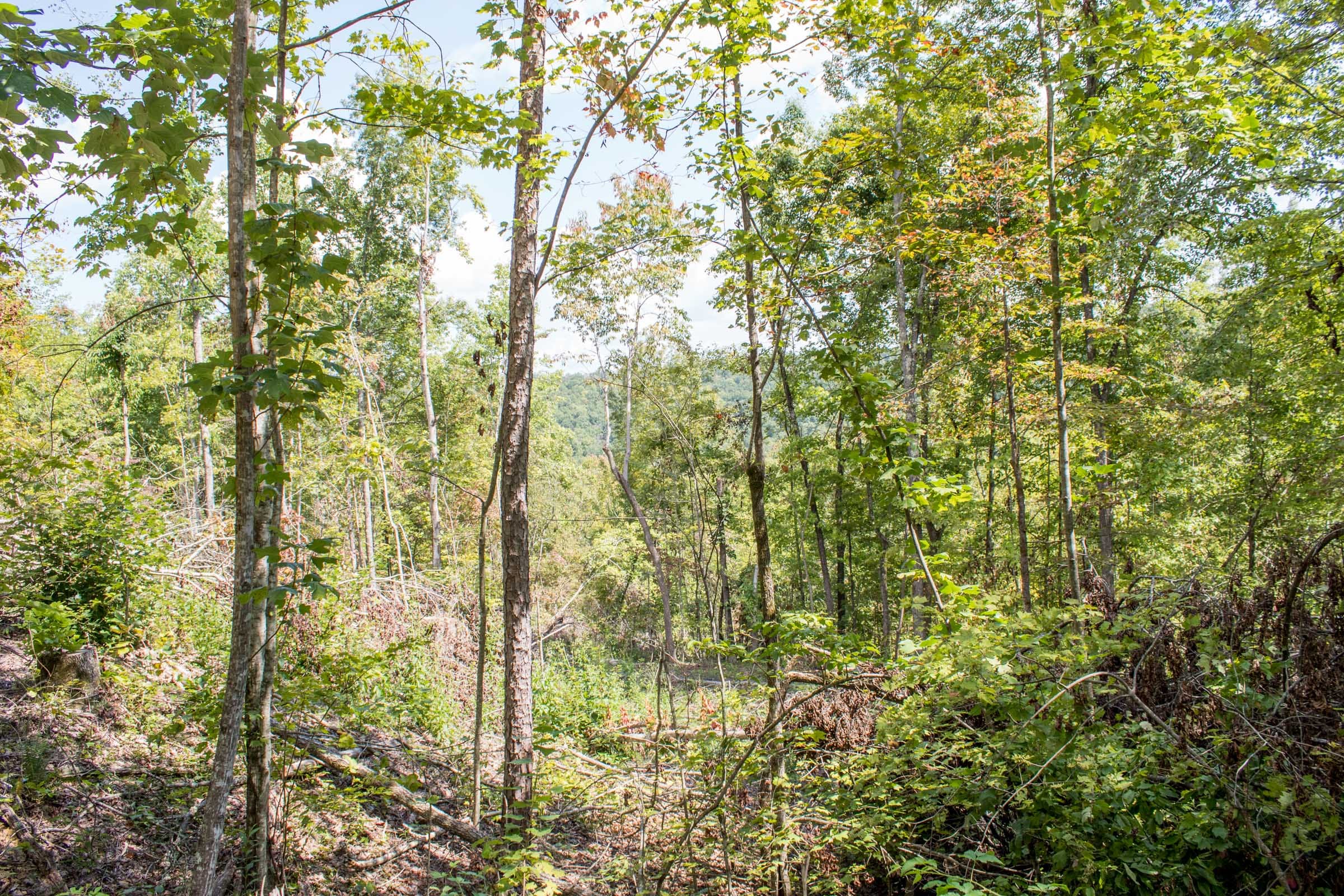 Buck Run Ridge Tract 12 photo 12
