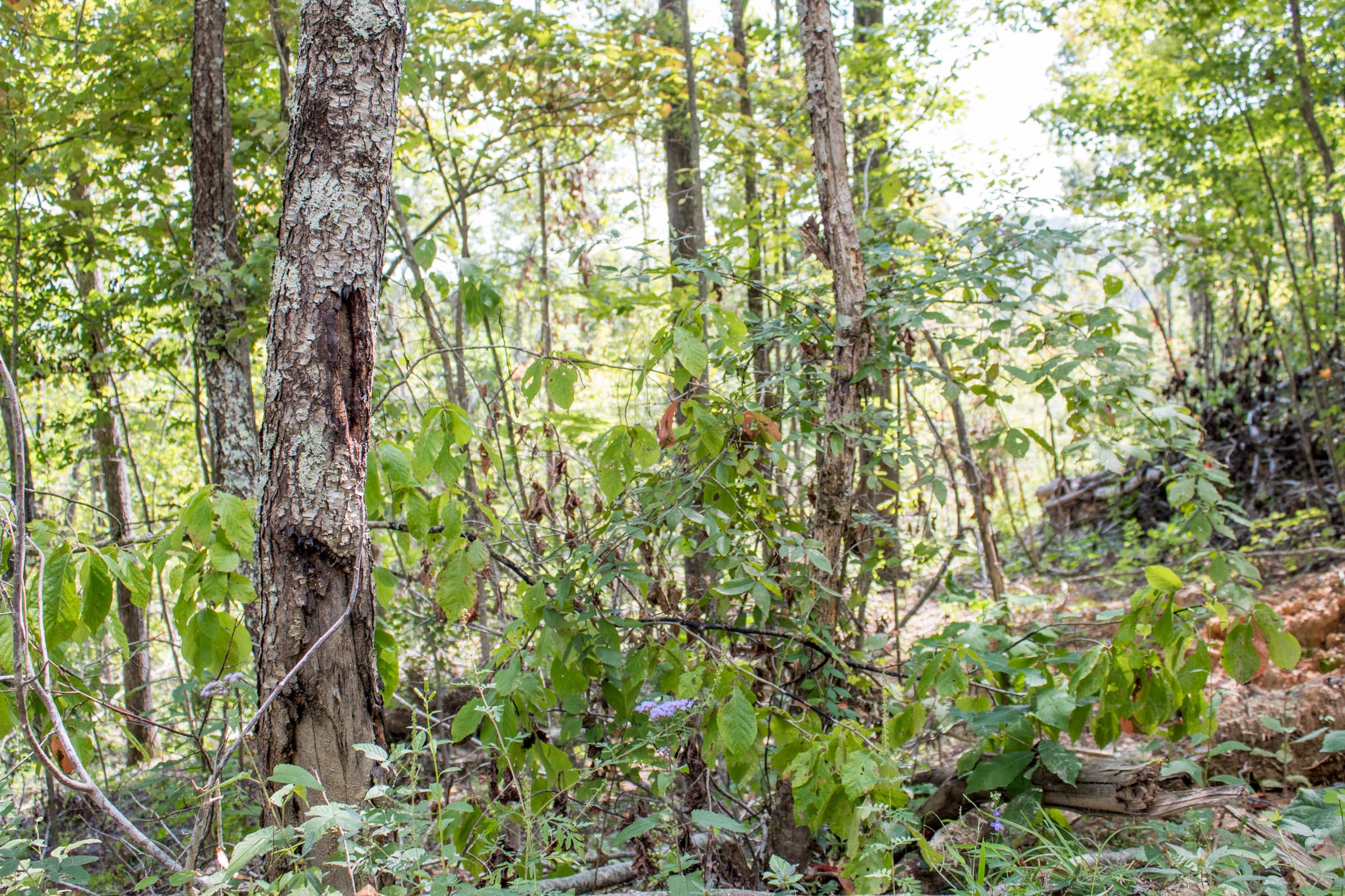 Buck Run Ridge Tract 12 photo 15