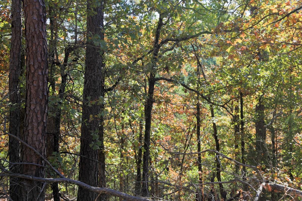 Stone Creek Phase I Tract 189 photo 15