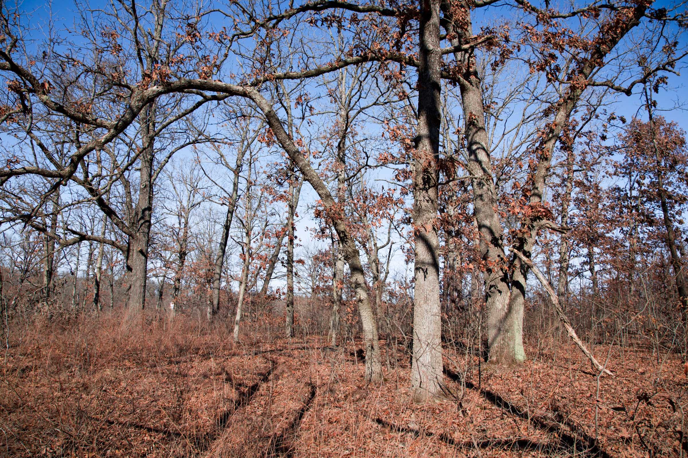 Buffalo Hills Tract 19 photo 9