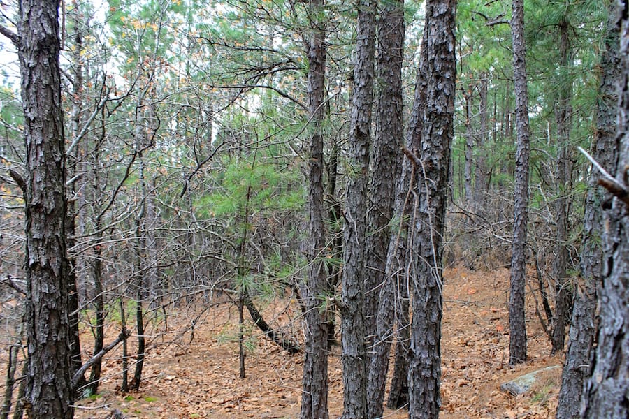 Trophy Ridge Phase III Tract 38 photo 3