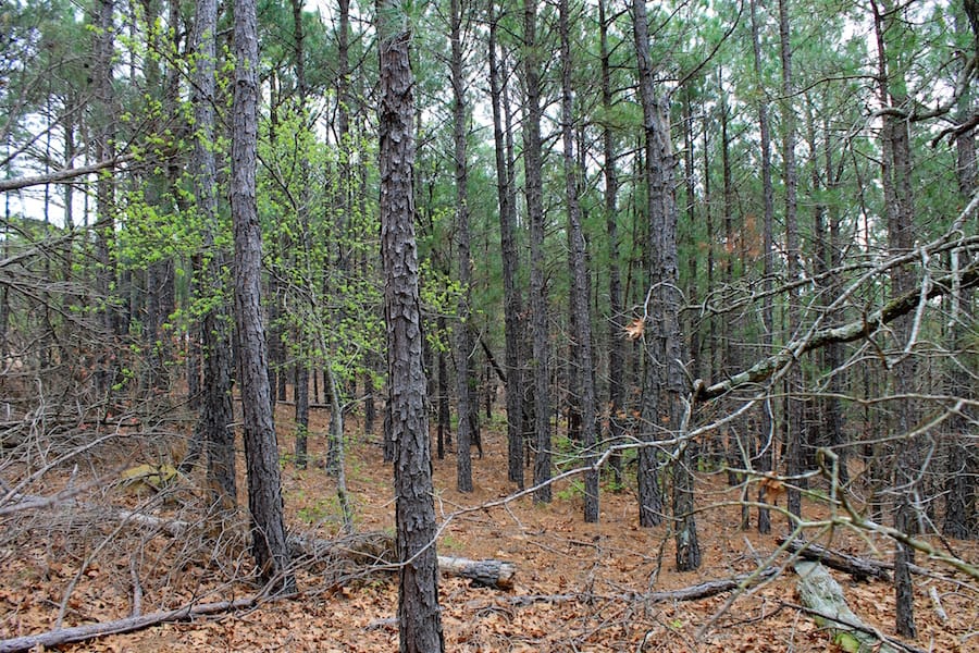 Trophy Ridge Phase III Tract 38 photo 4