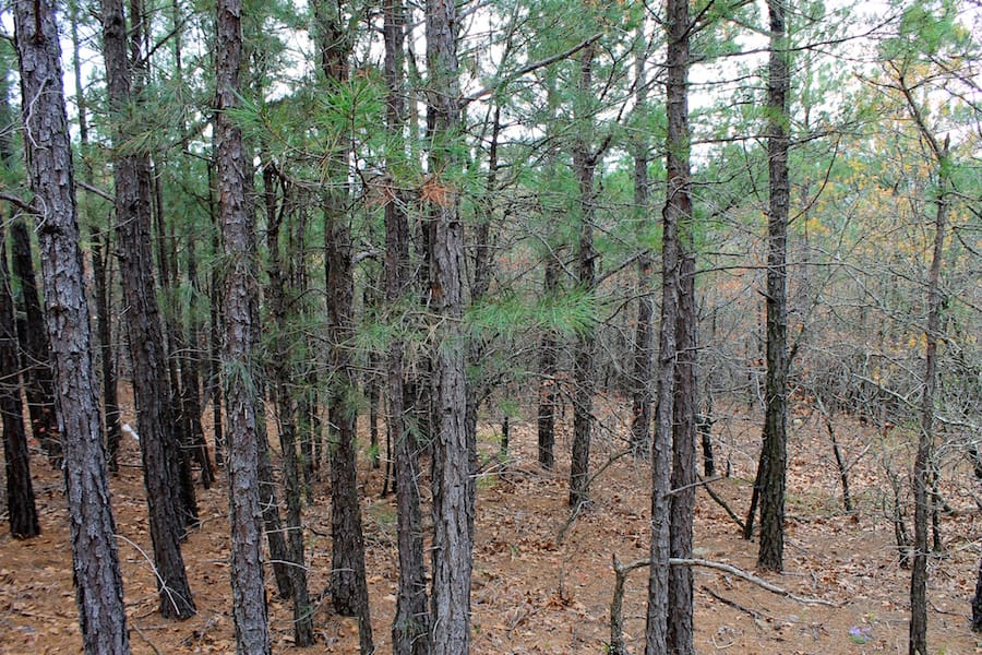 Trophy Ridge Phase III Tract 38 photo 5