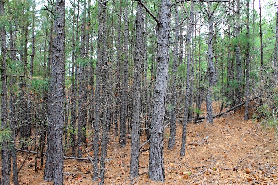 Trophy Ridge Phase III Tract 38 photo 6