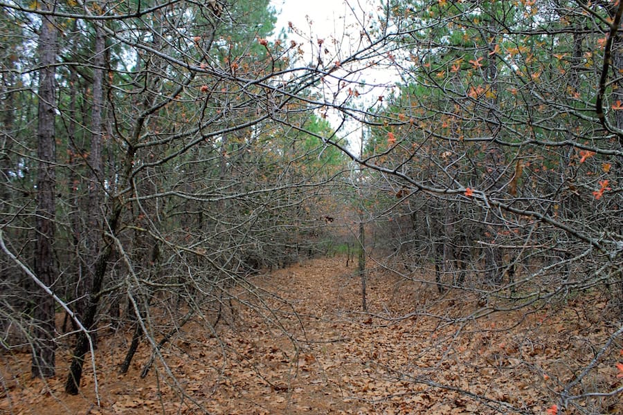 Trophy Ridge Phase III Tract 38 photo 7