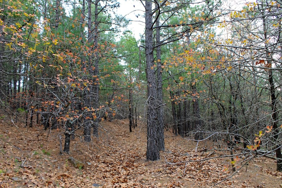 Trophy Ridge Phase III Tract 38 photo 9