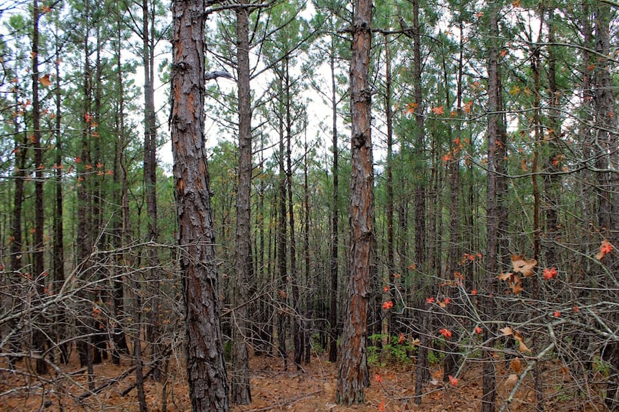 Trophy Ridge Phase III Tract 38 photo 10