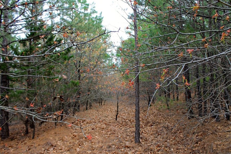 Trophy Ridge Phase III Tract 38 photo 11